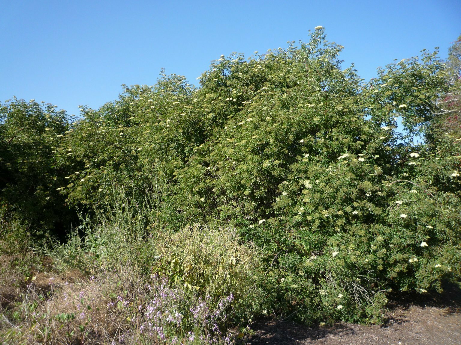 High Resolution Sambucus nigra-caerulea Plant